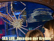 Sea Life München Sonderausstellung „Invasion der Krebse“ seit 19.03.2015 (©Foto. Martin Schmitz)